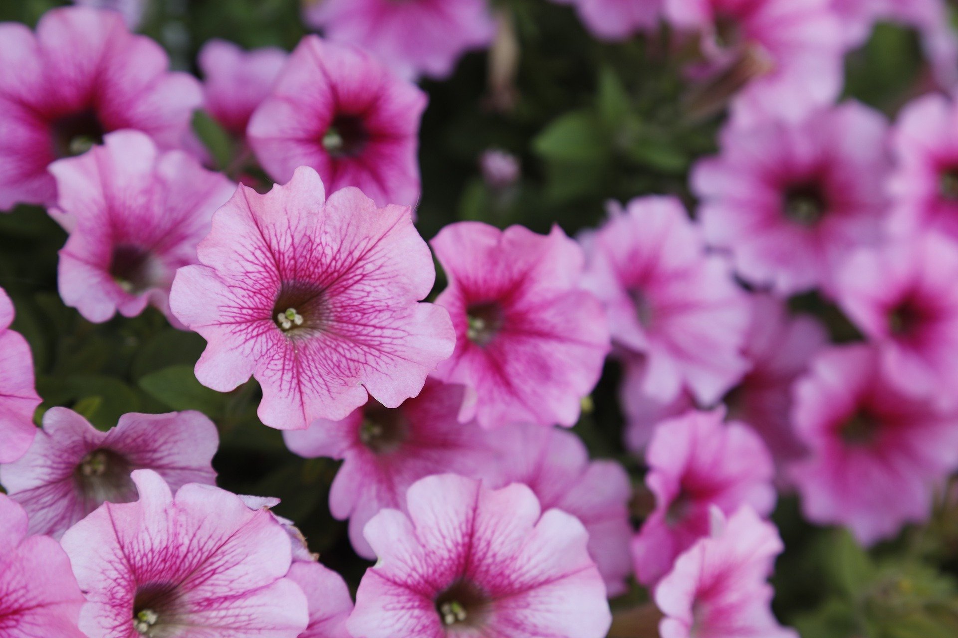 Download Nature Petunia HD Wallpaper