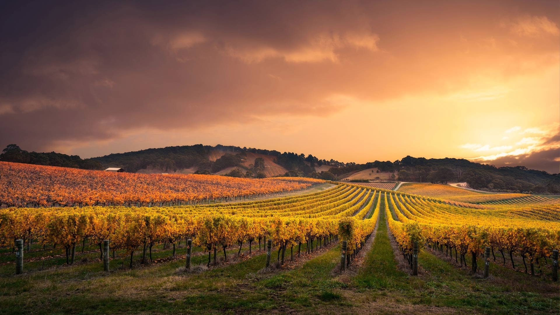 Vineyard HD Wallpaper | Background Image | 1920x1080