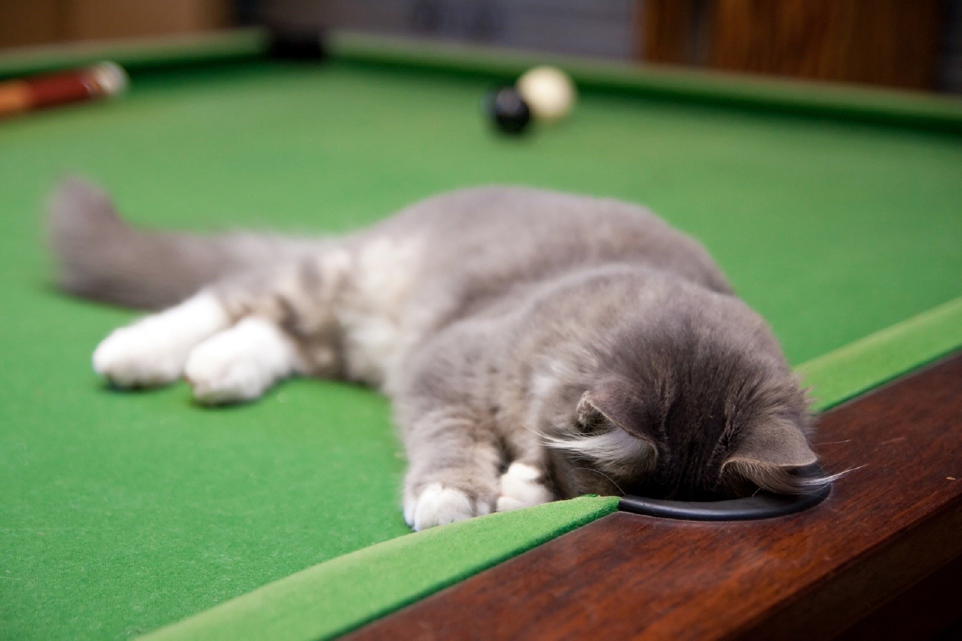A gray and white cat rests with its head on a pool table near a cue ball, shown in an HD desktop wallpaper.