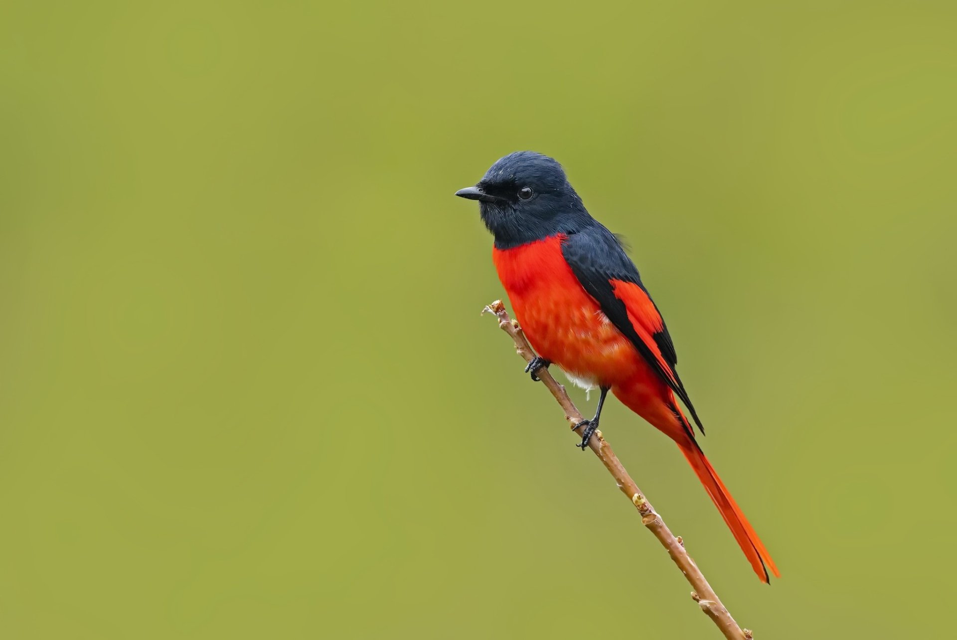 Download Animal Minivet HD Wallpaper