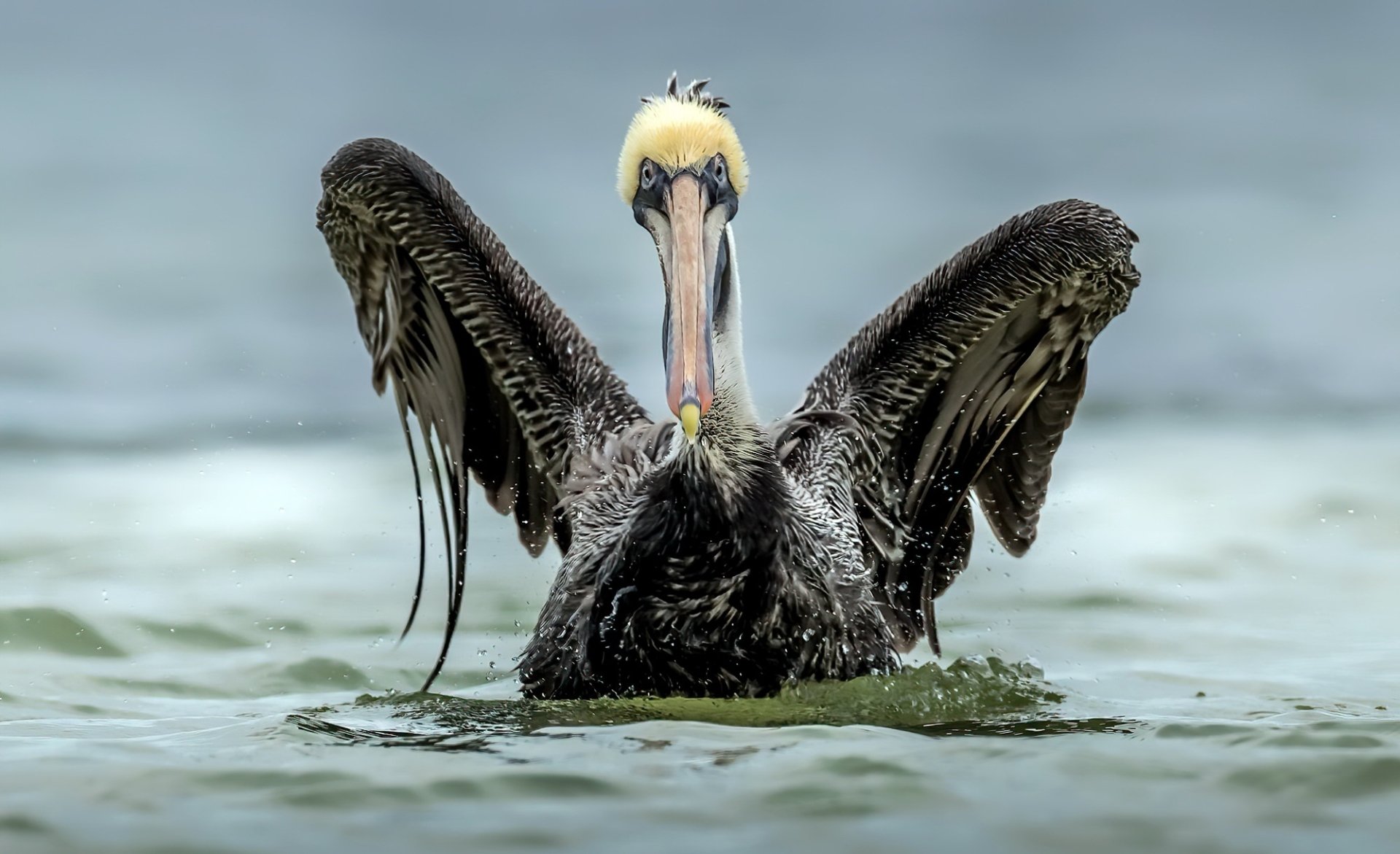 Animal Pelican HD Wallpaper