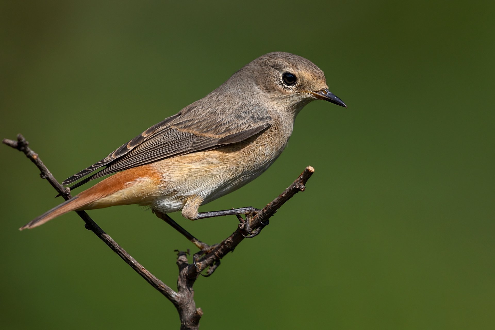 Download Animal Redstart HD Wallpaper