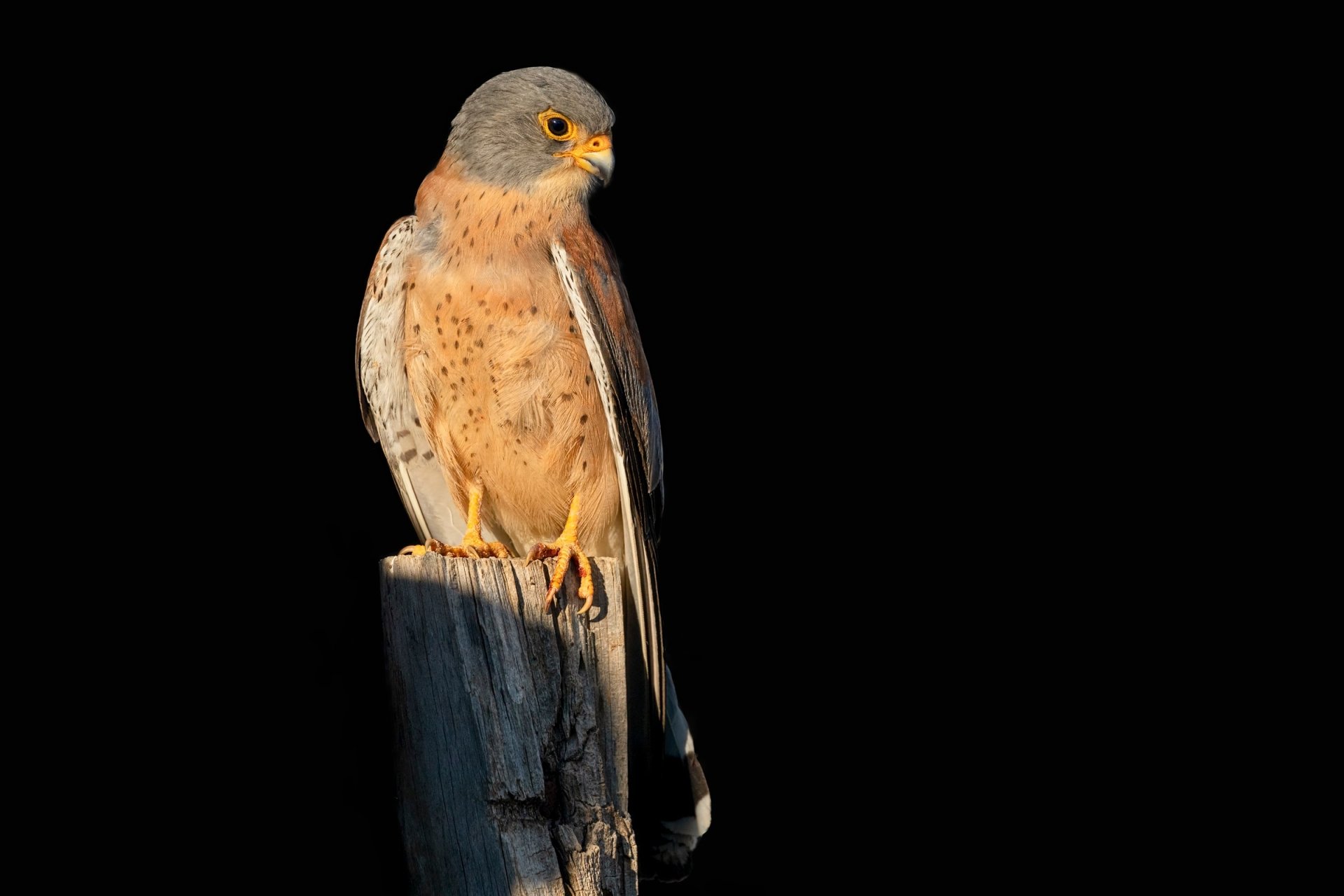 Download Animal Kestrel HD Wallpaper