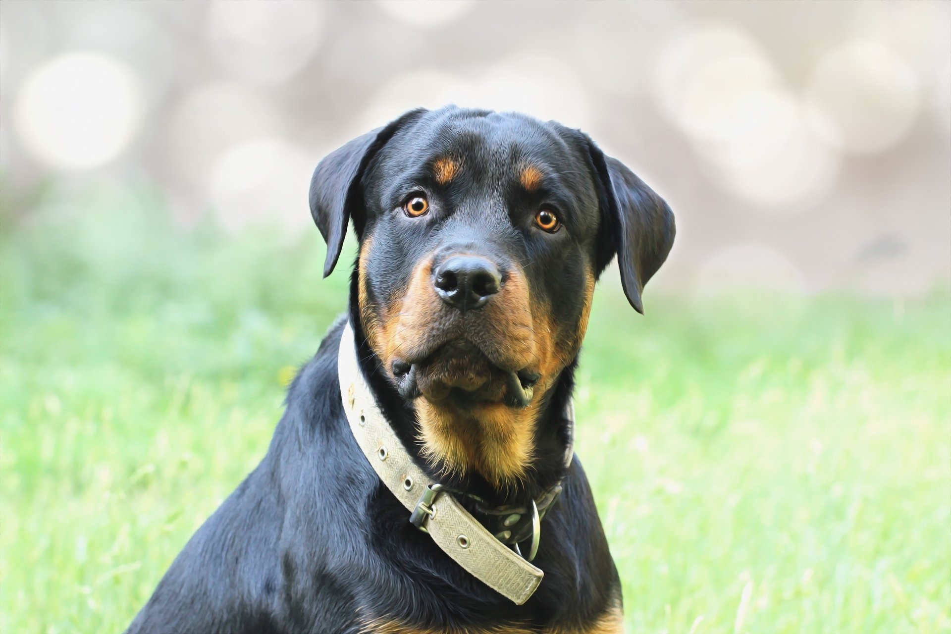 Download Dog Animal Rottweiler HD Wallpaper | 2592x1728 | Wallpaper Abyss