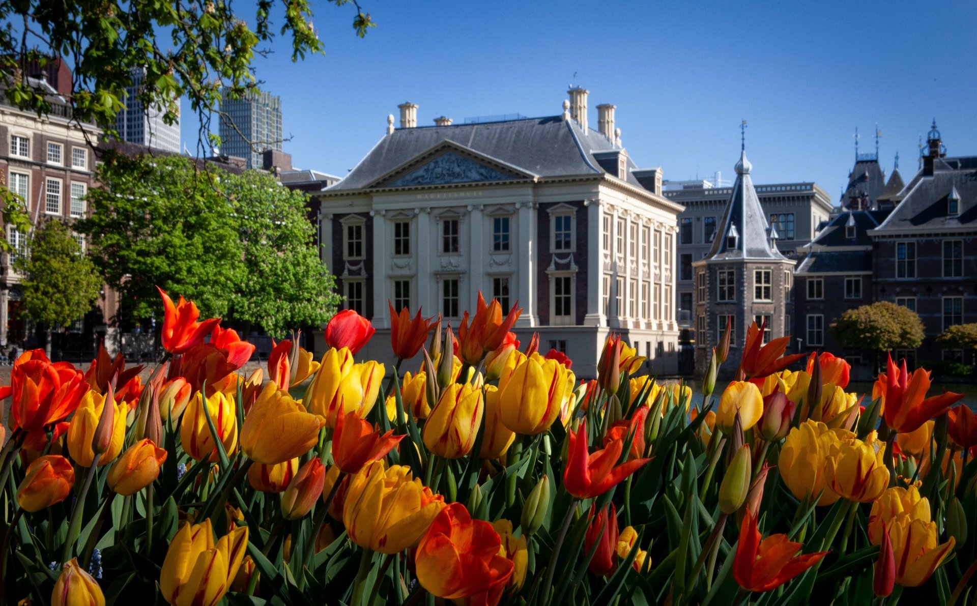 Download Netherlands Tulip Man Made The Hague 4k Ultra HD Wallpaper