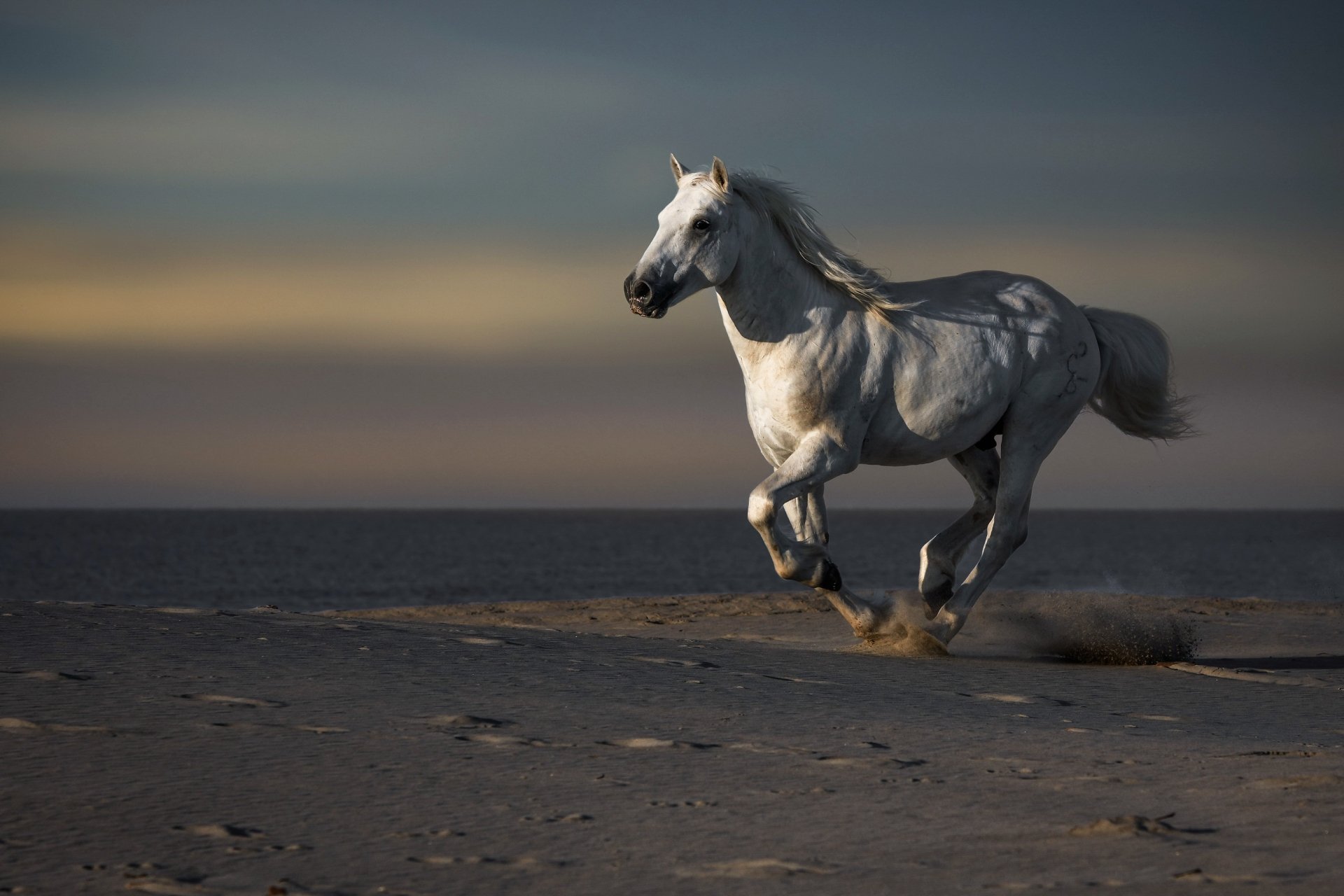HD PC desktop wallpaper featuring a white horse galloping across a sandy plain under a moody, dimly lit sky.
