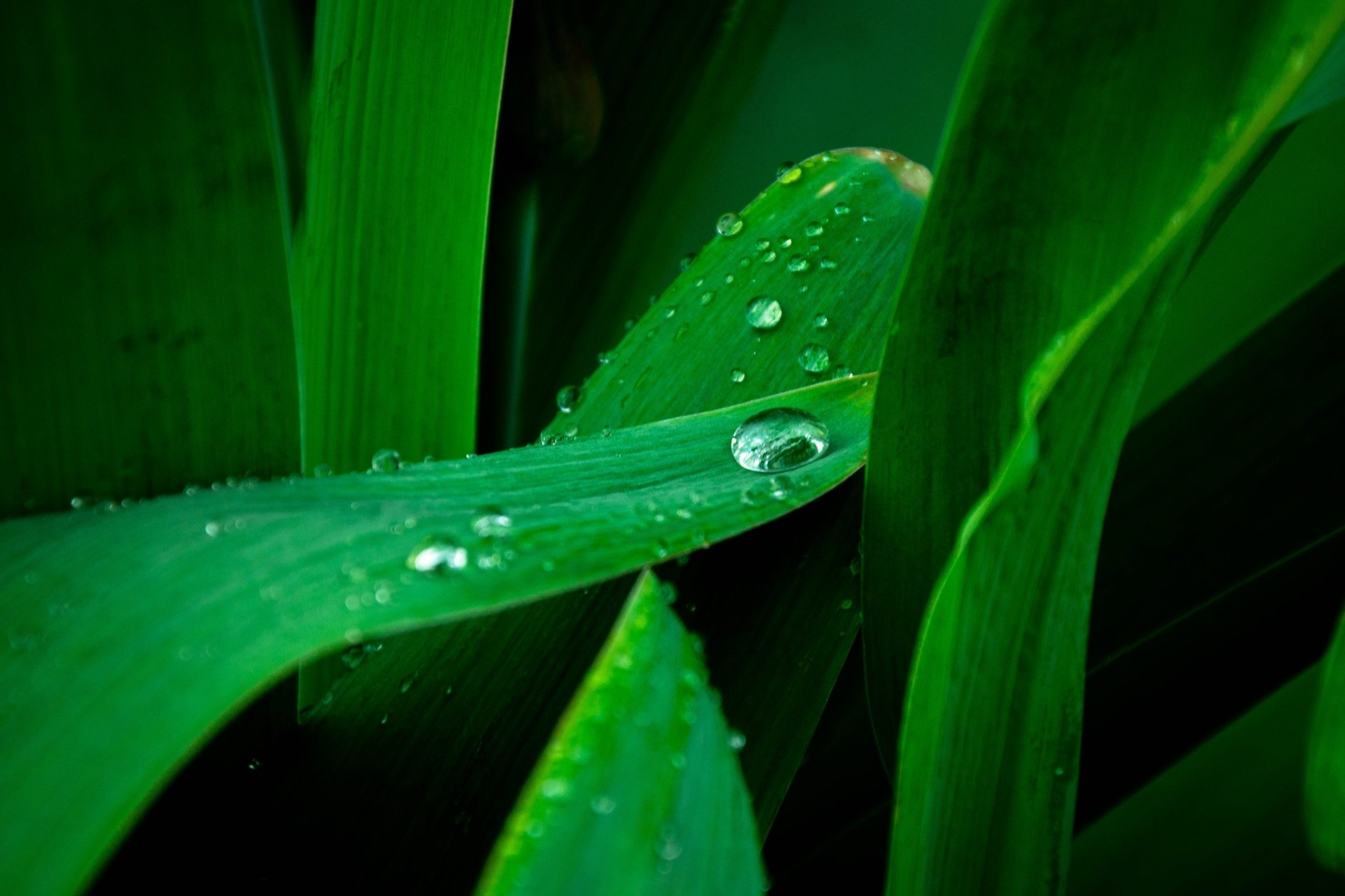 Nature Water Drop 4k Ultra Hd Wallpaper