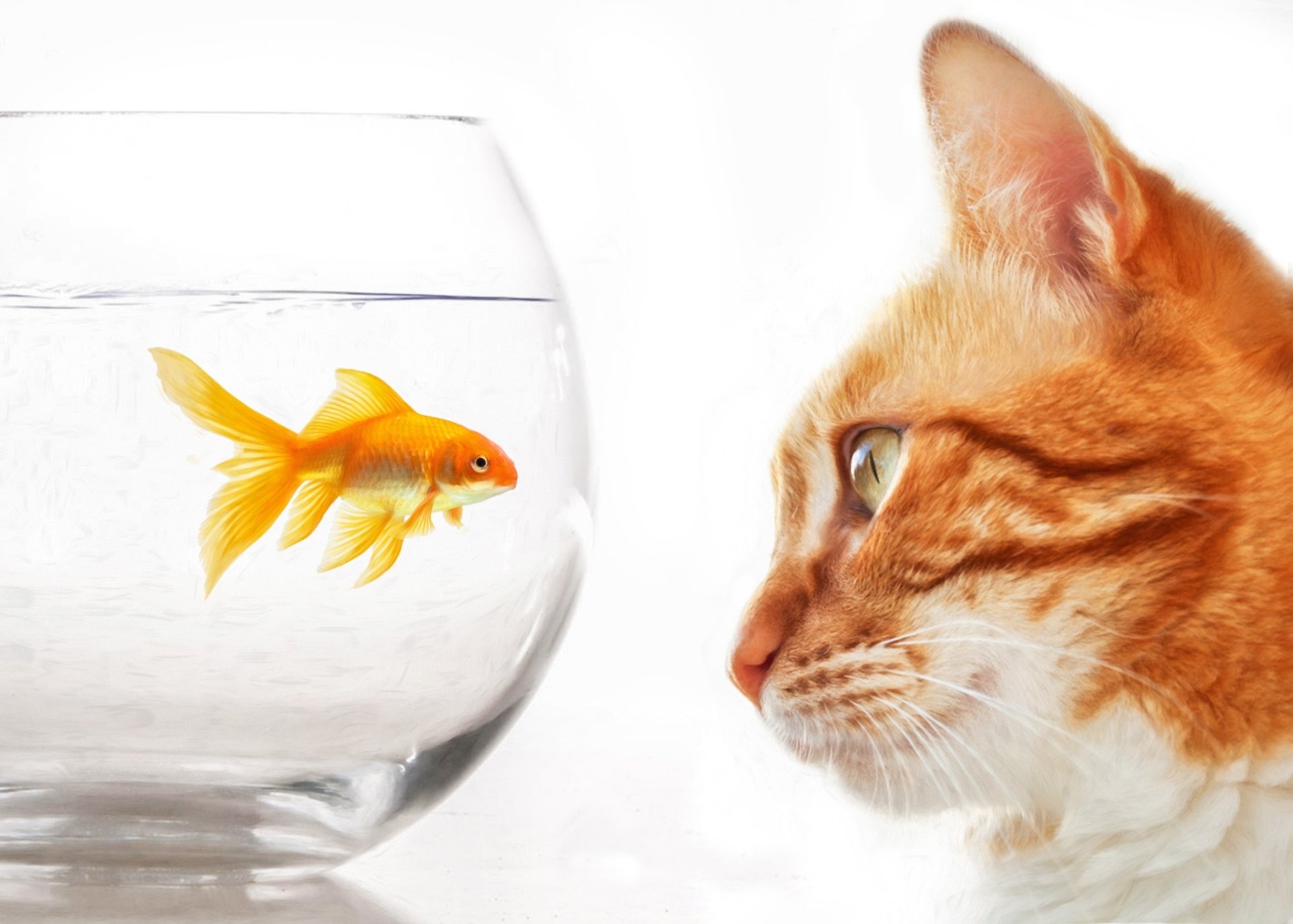 Download Goldfish Aquarium Animal Cat HD Wallpaper