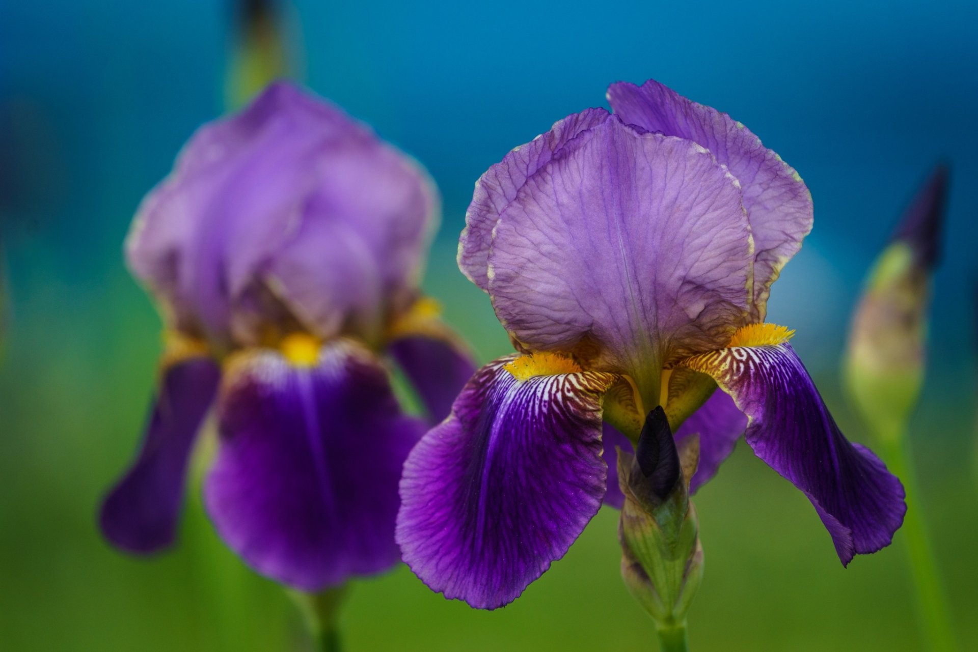 Download Nature Iris HD Wallpaper