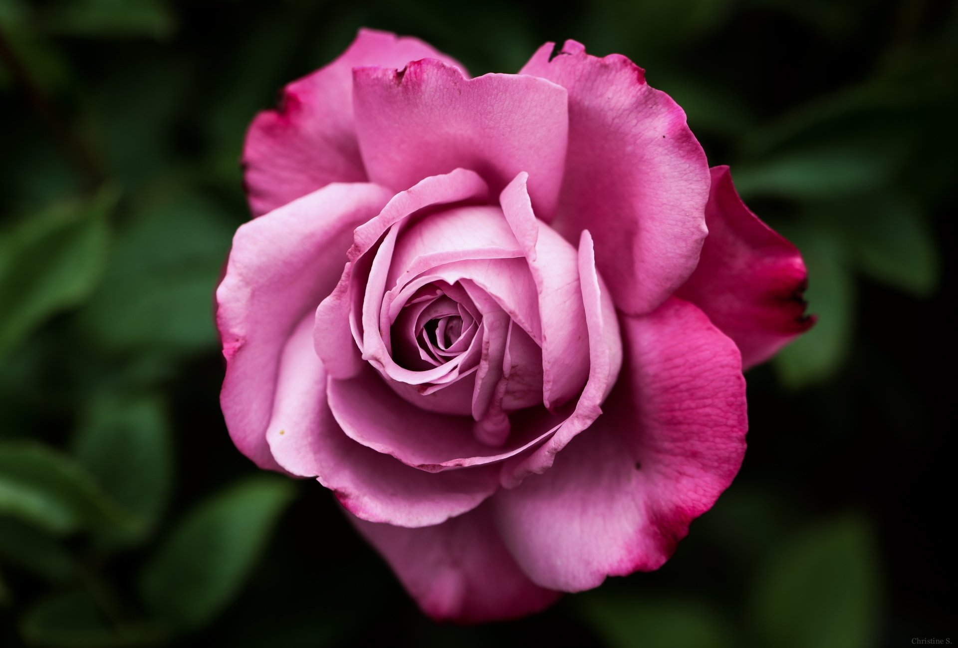 Download Nature Rose 4k Ultra HD Wallpaper