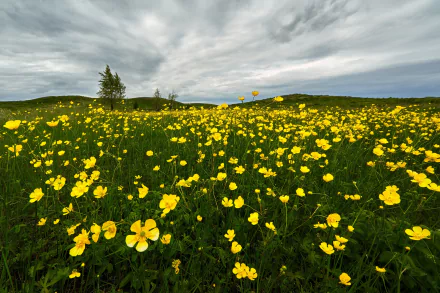  Field of Yellow Flowers