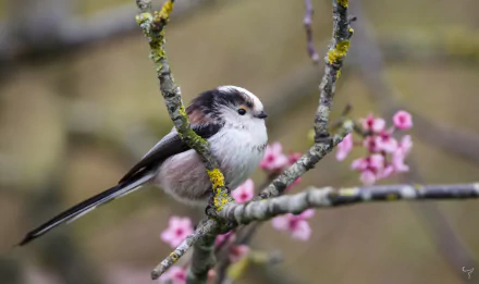 passerine bird Animal titmouse HD Desktop Wallpaper | Background Image