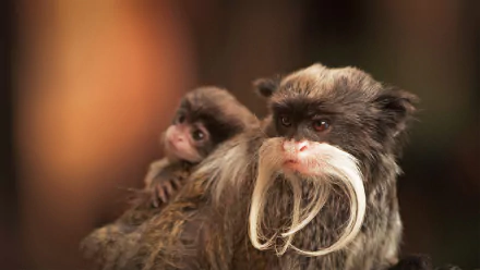 primate emperor tamarin Animal tamarin HD Desktop Wallpaper | Background Image