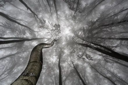 Black & White canopy tree nature forest HD Desktop Wallpaper | Background Image