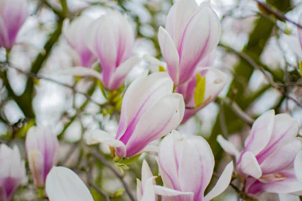 spring flower plant nature magnolia HD Desktop Wallpaper | Background Image