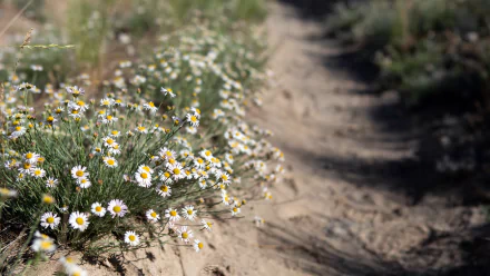 nature chamomile HD Desktop Wallpaper | Background Image