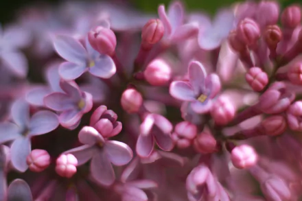 nature lilac HD Desktop Wallpaper | Background Image