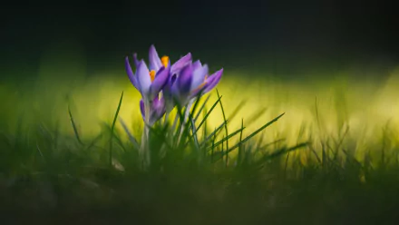 nature crocus HD Desktop Wallpaper | Background Image