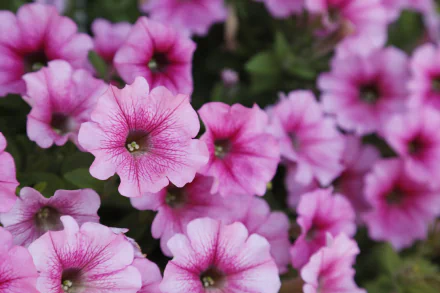nature petunia HD Desktop Wallpaper | Background Image