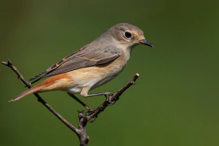 Animal redstart HD Desktop Wallpaper | Background Image