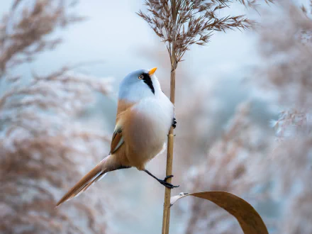 bird Animal bearded reedling HD Desktop Wallpaper | Background Image
