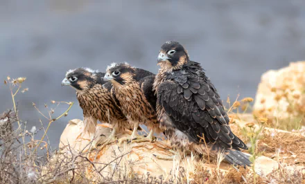 Animal peregrine falcon HD Desktop Wallpaper | Background Image