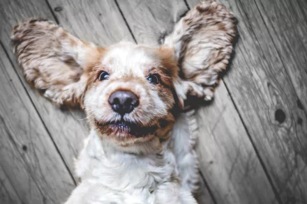 dog Animal cocker spaniel HD Desktop Wallpaper | Background Image