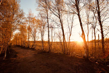 birch man made path HD Desktop Wallpaper | Background Image
