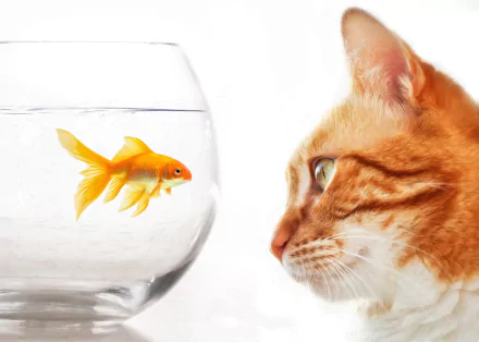 goldfish aquarium Animal cat HD Desktop Wallpaper | Background Image