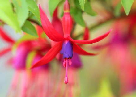 nature fuchsia HD Desktop Wallpaper | Background Image