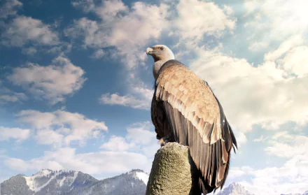 Animal vulture HD Desktop Wallpaper | Background Image