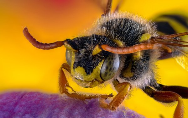 Animal Bee Insects Macro Insect HD Wallpaper | Background Image