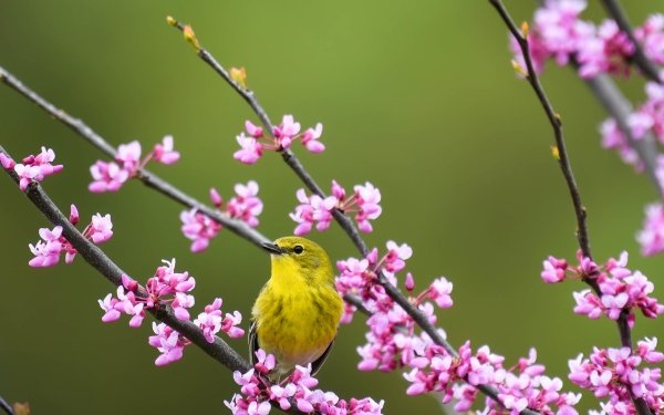 Animal Warbler Birds Passerines Spring Passerine Flower HD Wallpaper | Background Image