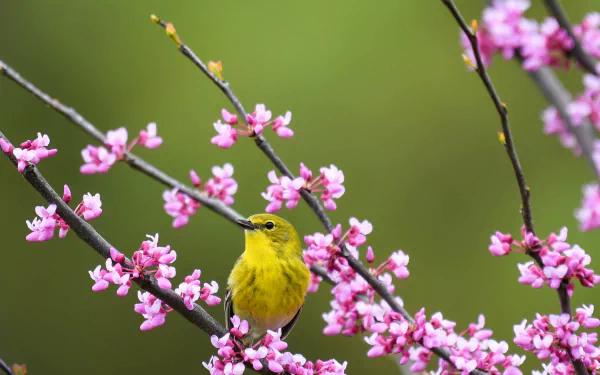 flower passerine spring Animal warbler HD Desktop Wallpaper | Background Image
