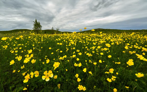 HD PC desktop wallpaper and background: sweeping field of yellow flowers in a green meadow beneath a dramatic cloudy sky, a nature flower scene.