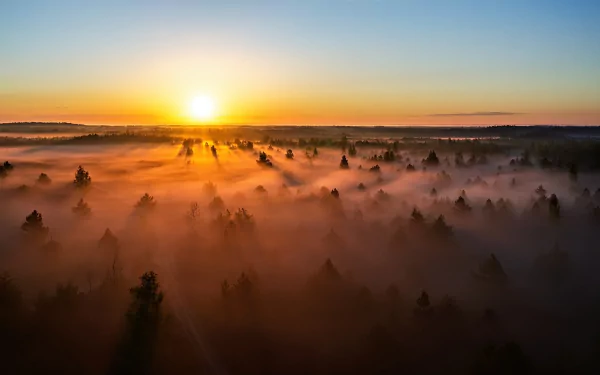 horizon nature forest sunset Lithuania fog HD Desktop Wallpaper | Background Image