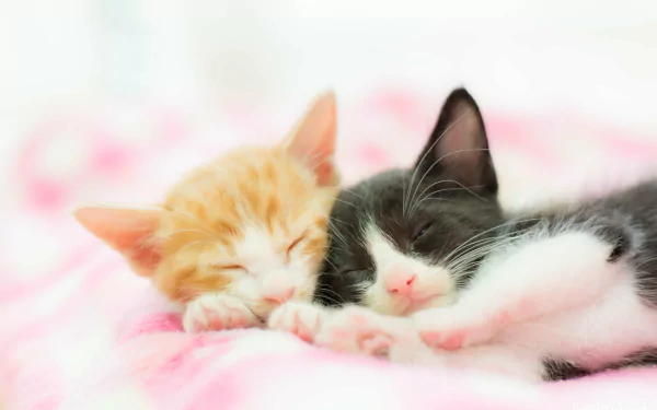  Two Cute Kittens Asleep