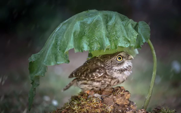 HD desktop wallpaper featuring a small owl sheltering under a large green leaf, surrounded by natural forest floor elements, showcasing intricate bird and animal details.