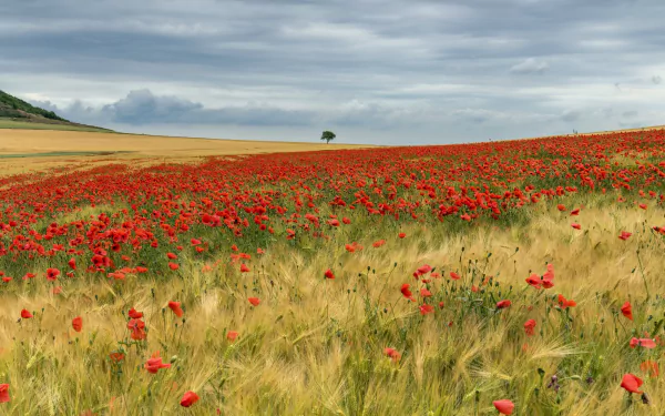 red flower flower poppy summer nature field HD Desktop Wallpaper | Background Image