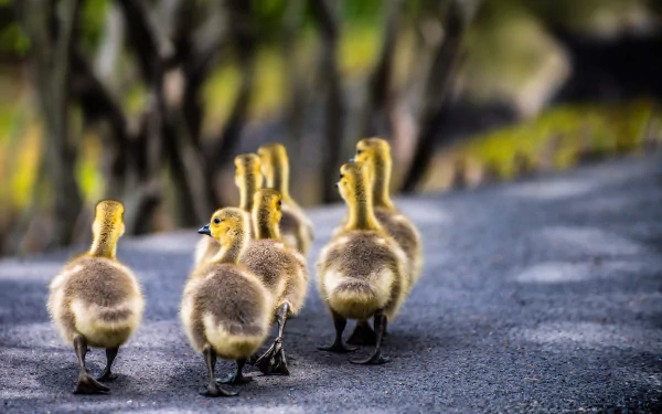 baby animal duckling bird Animal duck HD Desktop Wallpaper | Background Image