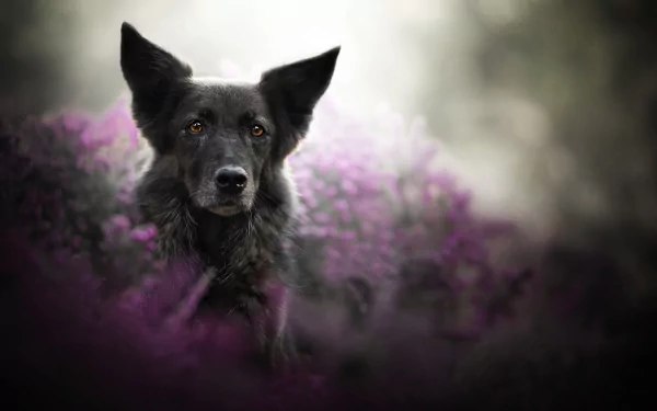 depth of field dog Animal belgian shepherd HD Desktop Wallpaper | Background Image