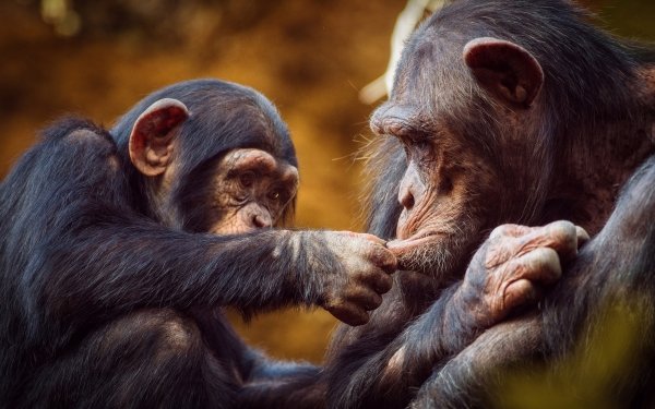 Animal Chimpanzee Monkeys Monkey Primate Baby Animal HD Wallpaper | Background Image