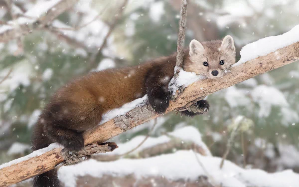 Animal marten HD Desktop Wallpaper | Background Image