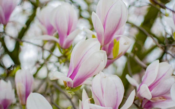 spring flower plant nature magnolia HD Desktop Wallpaper | Background Image