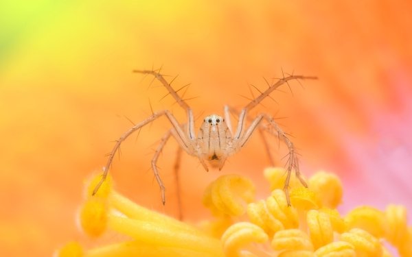 Animal Spider Spiders HD Wallpaper | Background Image