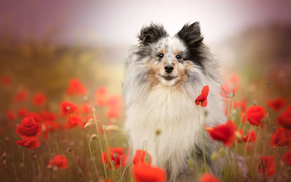 Animal shetland sheepdog HD Desktop Wallpaper | Background Image