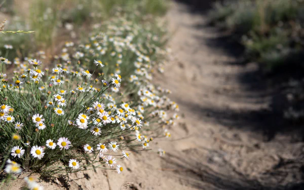 nature chamomile HD Desktop Wallpaper | Background Image