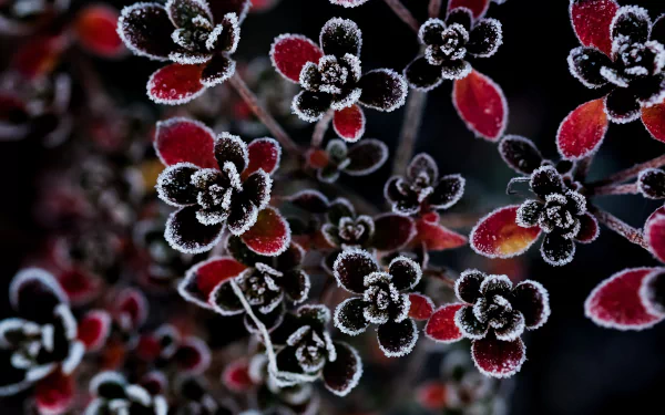 frost nature flower HD Desktop Wallpaper | Background Image