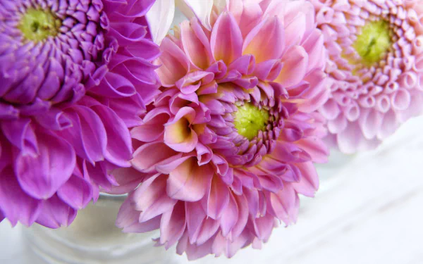 nature dahlia HD Desktop Wallpaper | Background Image