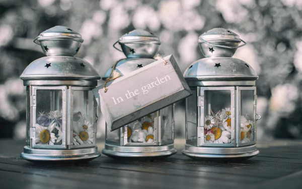 chamomile photography still life HD Desktop Wallpaper | Background Image